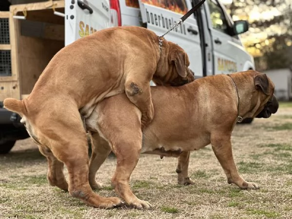 Mastino sudafricano - Boerboel cuccioli | Foto 5