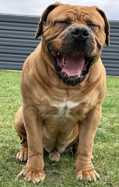 Mastino sudafricano - Boerboel cuccioli | Foto 4