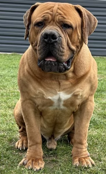 Mastino sudafricano - Boerboel cuccioli | Foto 3
