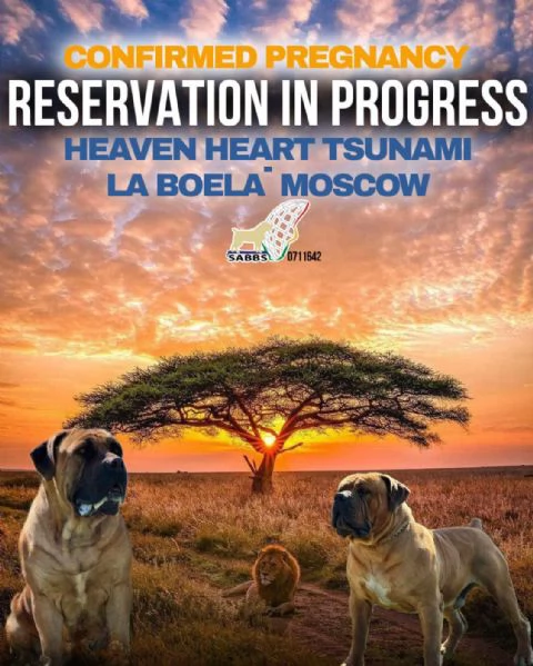 Mastino sudafricano - Boerboel cuccioli