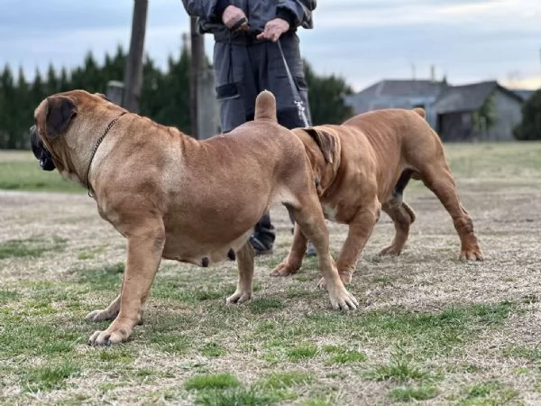 Mastino sudafricano - Boerboel cuccioli | Foto 2