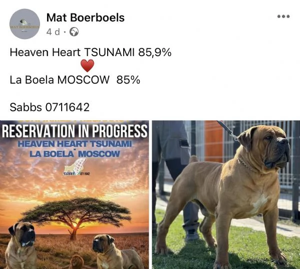 Mastino sudafricano - Boerboel cuccioli | Foto 1