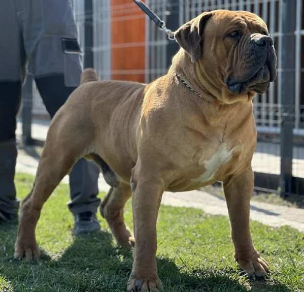 Mastino sudafricano - Boerboel cuccioli | Foto 0