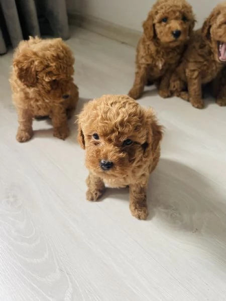 Regala cuccioli di barboncino | Foto 1