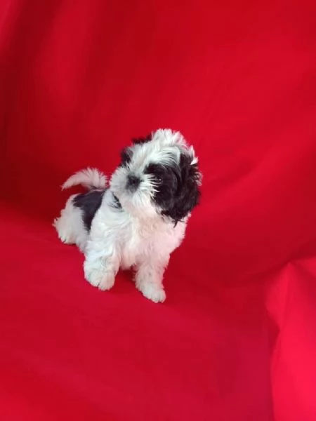 Regala cuccioli di Shitzu | Foto 1