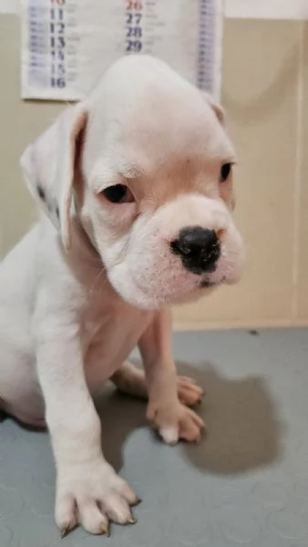 CUCCIOLI DI BOXER