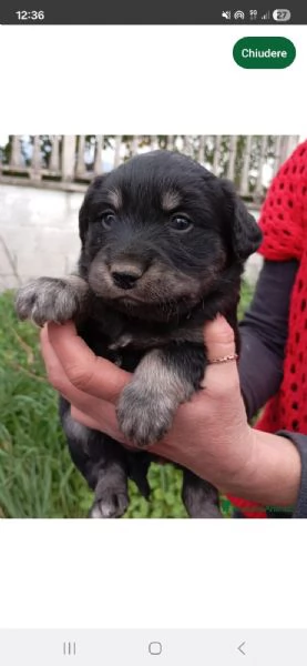 Cuccioli di taglia media piccola  | Foto 4