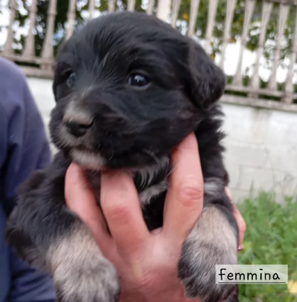 Cuccioli di taglia media piccola  | Foto 3