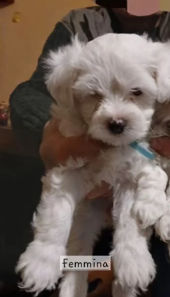 Cuccioli di maltese
