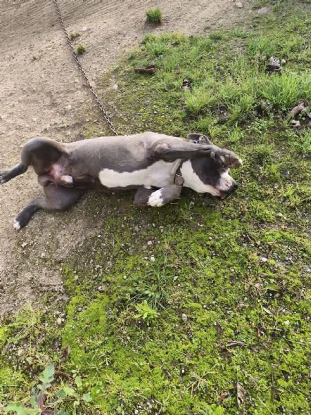 Cagnolino amstaff | Foto 1