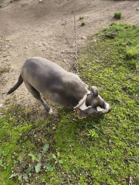 Cagnolino amstaff | Foto 0