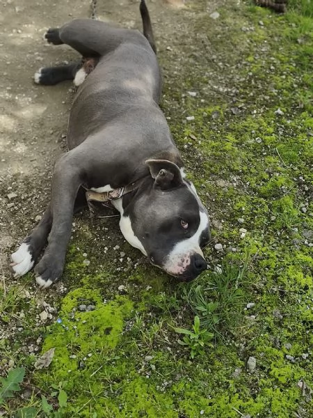 Cagnolino amstaff