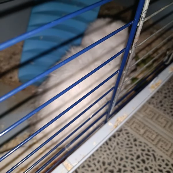 Simpatico minilop | Foto 0