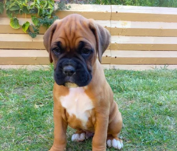 Boxer cuccioli