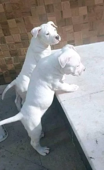 Disponibili cuccioli di dogo Argentino!!