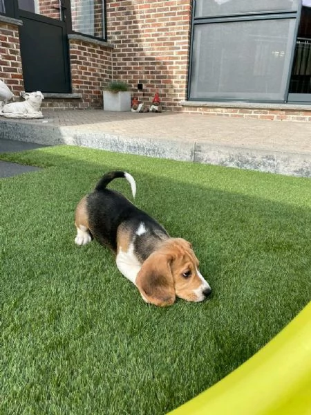 Regala cuccioli di Beagle | Foto 1