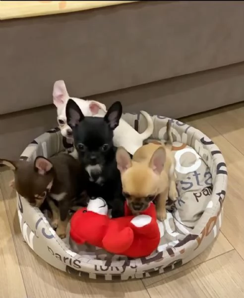 Regala cuccioli di Chihuahua | Foto 2