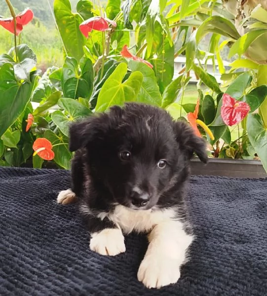 Regala cuccioli di Border Collie | Foto 0