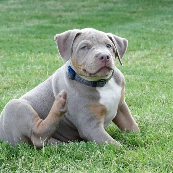 Pitbull cuccioli di due mesi | Foto 0