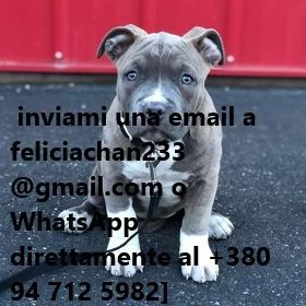 cuccioli di pitbull cercano casa