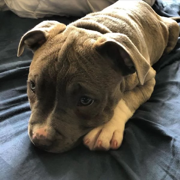 cuccioli di Pitbull Terrier  | Foto 1