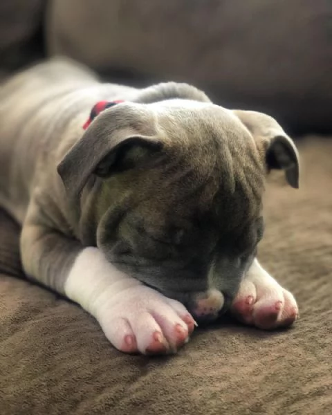 Cuccioli di pitbull sani e carini disponibili per essere adottati. | Foto 2