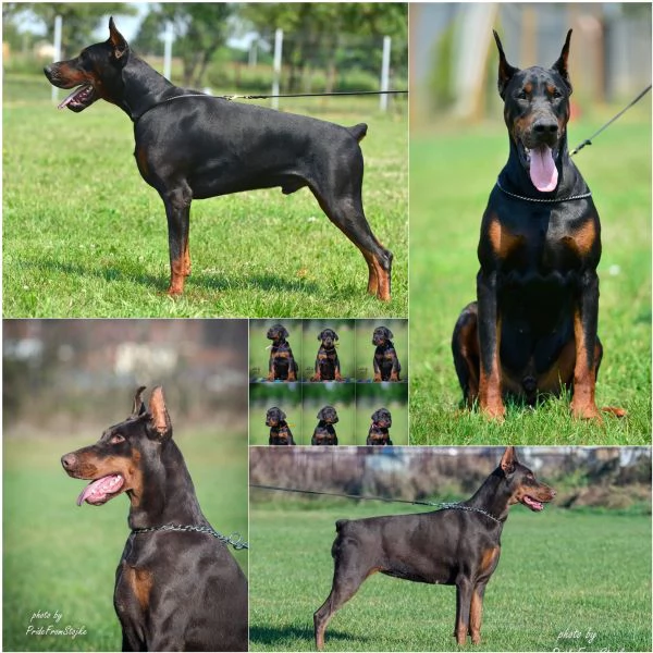 Dobermann cuccioli