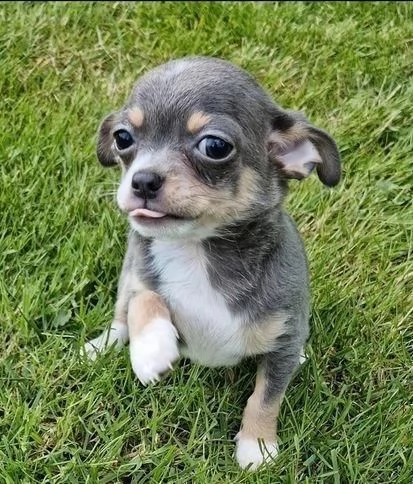 Regalo cuccioli di chihuahua | Foto 0