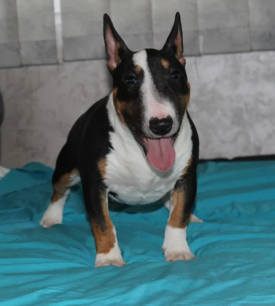Bull Terrier in miniatura cuccioli