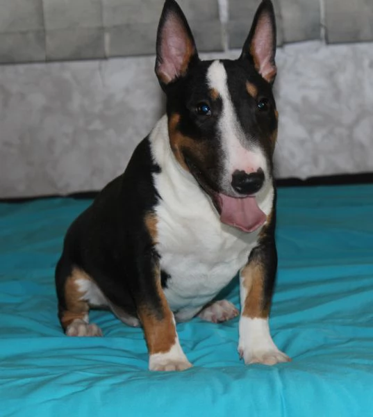 Bull Terrier in miniatura cuccioli | Foto 6