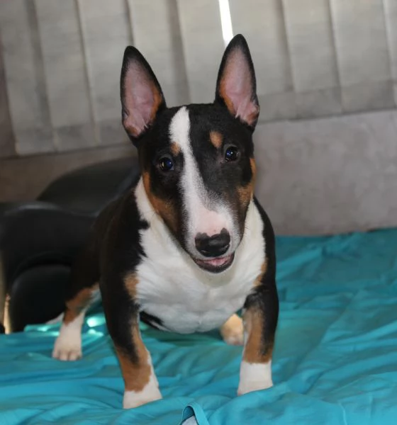 Bull Terrier in miniatura cuccioli | Foto 5