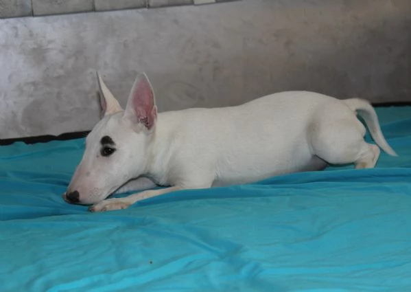 Bull Terrier in miniatura cuccioli | Foto 4