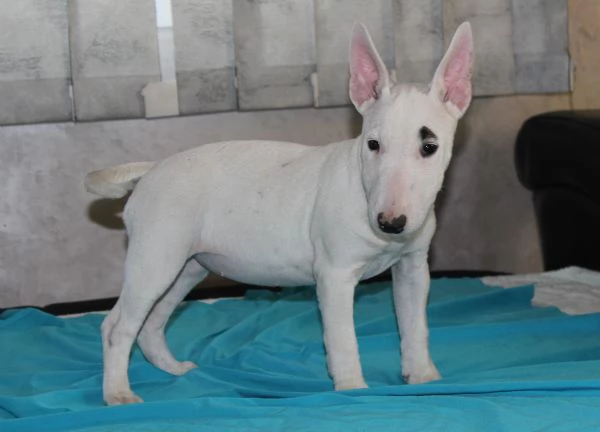 Bull Terrier in miniatura cuccioli | Foto 3
