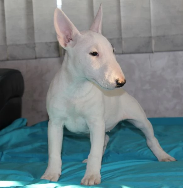 Bull Terrier in miniatura cuccioli | Foto 2