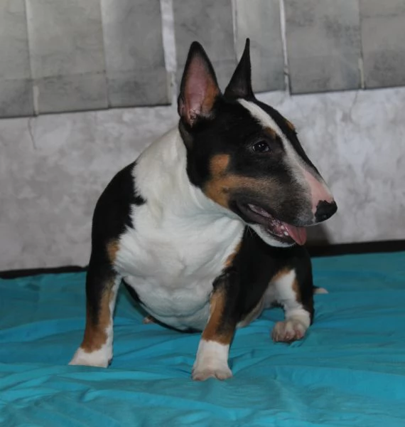 Bull Terrier in miniatura cuccioli | Foto 1