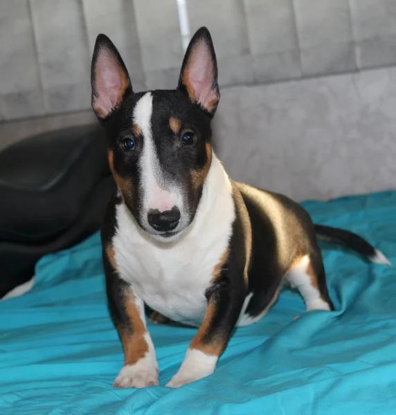 Bull Terrier in miniatura cuccioli | Foto 0