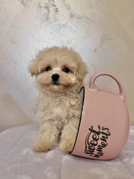 Maltipoo toy  | Foto 1
