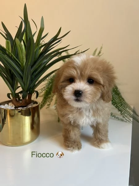 Maltipoo toy  | Foto 0