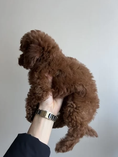 Barboncino red pedigree Enci  | Foto 0