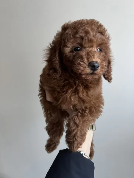 Barboncino red pedigree Enci 