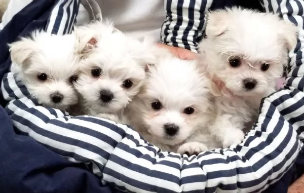 Cuccioli maltese toy