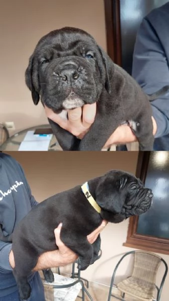 Cane Corso cuccioli in vendita | Foto 6