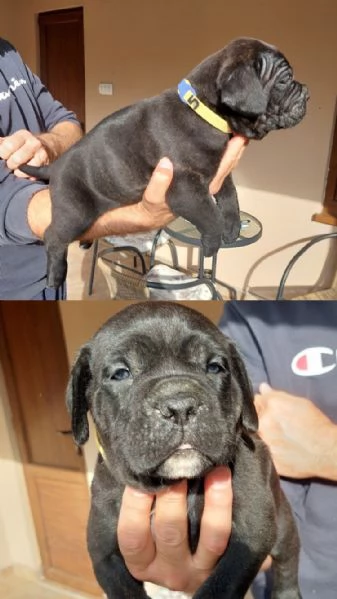 Cane Corso cuccioli in vendita | Foto 5