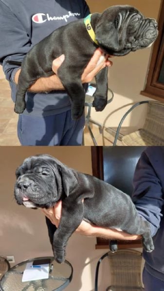 Cane Corso cuccioli in vendita | Foto 4