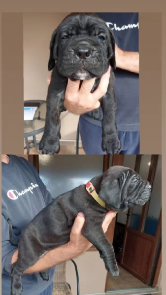 Cane Corso cuccioli in vendita | Foto 3