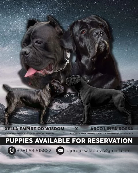 Cane Corso cuccioli in vendita