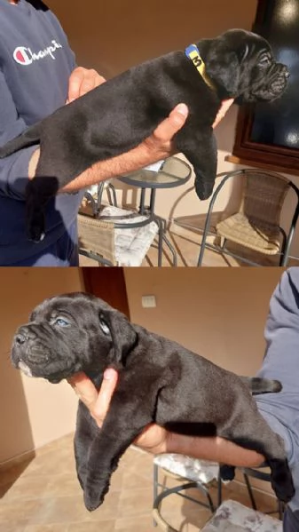 Cane Corso cuccioli in vendita | Foto 2