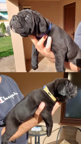 Cane Corso cuccioli in vendita | Foto 1