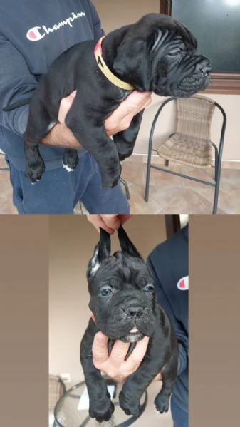 Cane Corso cuccioli in vendita | Foto 0