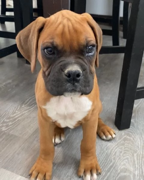 Cuccioli di Boxer di 3 mesi!!!